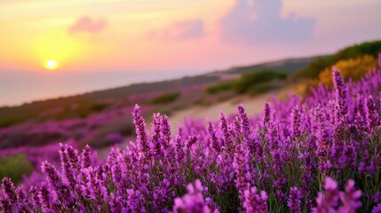 Naklejka premium Vibrant Lavender Fields Under Colorful Sunset Sky in Nature Scene