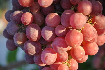 Red grapes (red globe) on the vine in Salihli, Manisa, Turkey.