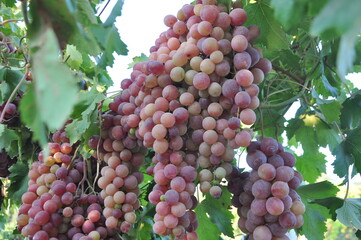 Red grapes (red globe) on the vine in Salihli, Manisa, Turkey.