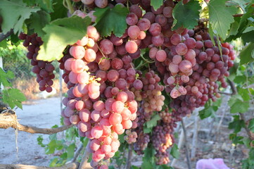 Red grapes (red globe) on the vine in Salihli, Manisa, Turkey.