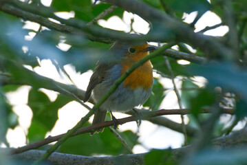 European robin (Erithacus rubecula) sitting on a tree branch in Zurich, Switzerland