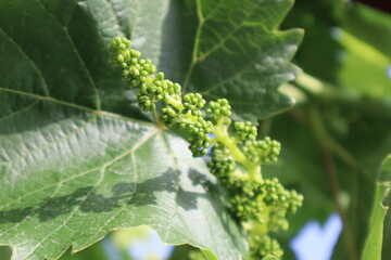 Young, unripe grapes and green grapes leaves in vineyard