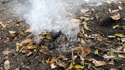 close up of a fire in the forest