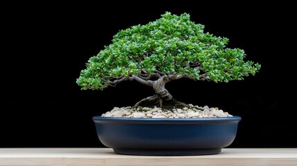Bonsai Tree in Blue Pot with Pebbles on Wooden Surface
