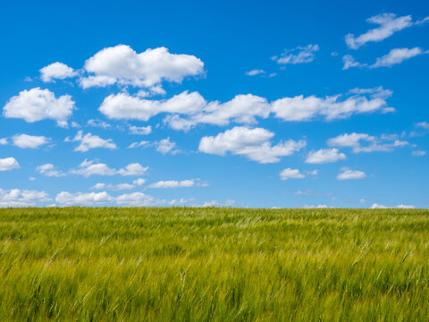 vast green wheat field under a bright blue sky with scattered white clouds, evoking a sense of tranquility, nature, and agricultural abundance
