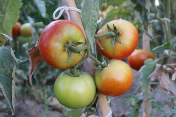 Red and green tomatoes on branch in the field. Salihli, Manisa, Turkey. 