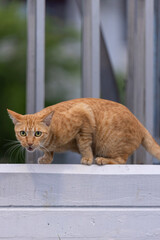 Cute orange tabby cat on a roof window and fence