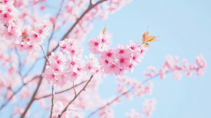 Light Blue Sky with Pink Cherry Blossoms Background, Elegant Spring Design