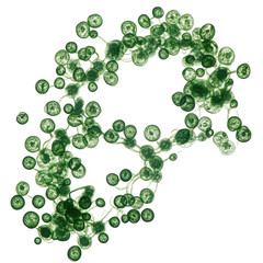 Filamentous green algae with spherical cells, showcasing vibrant green hues and intricate structures. This captures beauty of aquatic microorganisms in their natural habitat