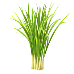 lemon grass cartoon isolated on white background full depth of field 