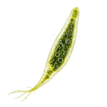 Single celled organism, Euglena, mixotrophic algae, green color, elongated shape, aquatic habitat, microscopic life, photosynthetic, flagellated, unicellular