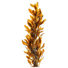 Giant kelp, towering fast growing sea plant, showcases vibrant golden leaves swaying gracefully in water, creating stunning underwater landscape