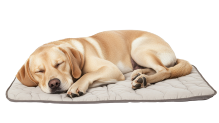 Golden labrador retriever sleeping peacefully on comfortable dog bed with transparent background