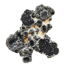 Black mold is toxic fungus commonly found in damp environments, posing health risks. Its appearance is characterized by dark patches and fuzzy texture, often indicating moisture issues