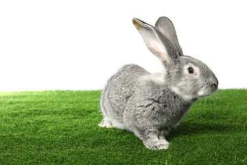 Fluffy grey rabbit on green grass against white background