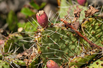 Cactus botanical Opuntia compressa close-up