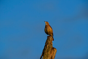 Rufous Hornero , Argentine national Bird, Cordoba Province,  Province Argentina.