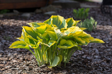 Hosta - an ornamental plant for modern landscaping park and garden design. Hosta (Funkia, plantain lilies) in the garden. Close-up green and white leaves.
