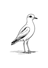 Fototapeta premium avdotka plover bird sketch.Curlew bird stands icon . 
