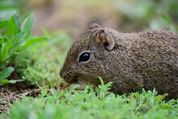 Desert Cavi, Lihue Calel National Park, La Pampa Province, Patagonia , Argentina