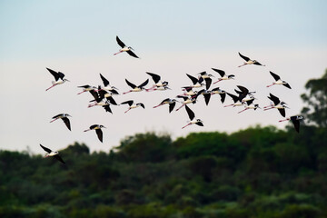 Southern Stilt, Himantopus melanurus in flight, Ansenuza National Park, Cordoba Province, Argentina