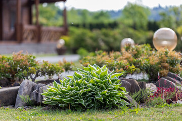 Hosta - an ornamental plant for modern landscaping park and garden design. Hosta (Funkia, plantain lilies) in the garden. Close-up green and white leaves.