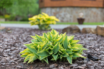 Hosta - an ornamental plant for modern landscaping park and garden design. Hosta (Funkia, plantain lilies) in the garden. Close-up green and white leaves.