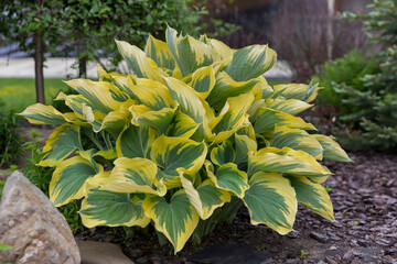 Hosta - an ornamental plant for modern landscaping park and garden design. Hosta (Funkia, plantain lilies) in the garden. Close-up green and white leaves.