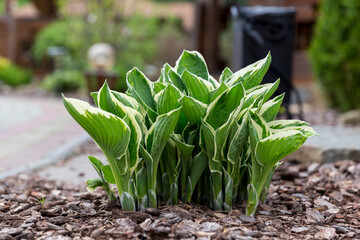 Hosta - an ornamental plant for modern landscaping park and garden design. Hosta (Funkia, plantain lilies) in the garden. Close-up green and white leaves.