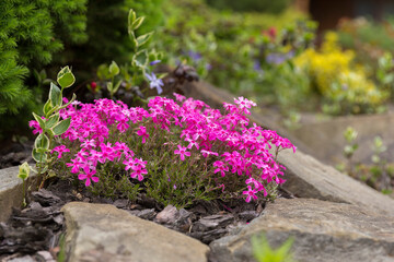 Flowering carpet Phlox subulata (creeping phlox, moss phlox) in a modern garden. Groundcover flowering plant Phlox subulata in modern landscaping. White and pink carpet of flowers creeping phlox