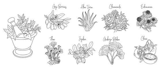 Set of medicinal, cosmetic herbs with mortar. Line art hand drawn vector illustrations isolated on white background