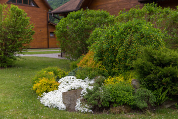 Flowering carpet Phlox subulata (creeping phlox, moss phlox) in a modern garden. Groundcover flowering plant Phlox subulata in modern landscaping. White and pink carpet of flowers creeping phlox