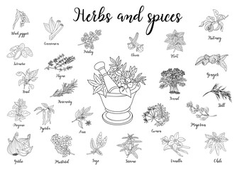 Set of medicinal, cosmetic herbs with mortar. Line art hand drawn vector illustrations isolated on white background © Creative_Juice_Art