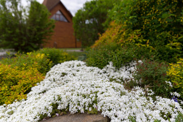 Flowering carpet Phlox subulata (creeping phlox, moss phlox) in a modern garden. Groundcover flowering plant Phlox subulata in modern landscaping. White and pink carpet of flowers creeping phlox