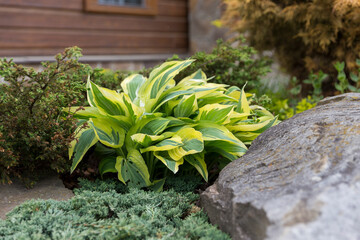 Hosta - an ornamental plant for modern landscaping park and garden design. Hosta (Funkia, plantain lilies) in the garden. Close-up green and white leaves.