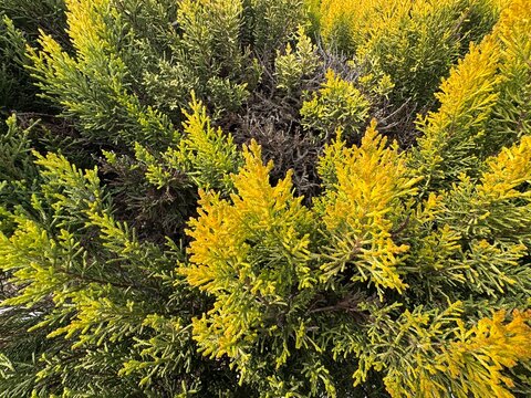 Leyland cypress Castlewellan Gold branch - Latin name - Cuprocyparis leylandii Castlewellan Gold.
