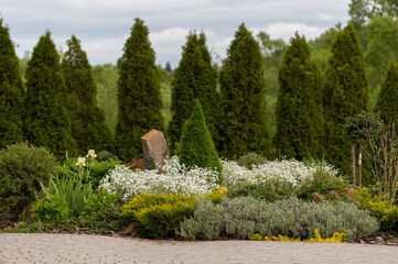 Flowering carpet Phlox subulata (creeping phlox, moss phlox) in a modern garden. Groundcover flowering plant Phlox subulata in modern landscaping. White and pink carpet of flowers creeping phlox