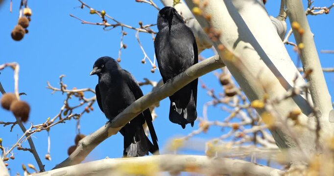 Couple of Western jackdaws (Coloeus monedula), perched on a platanus, France