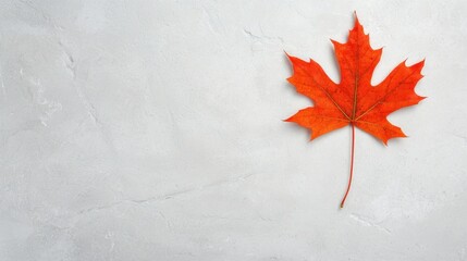A single red maple leaf on a white background.