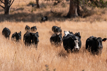 Stud beef hereford cows in a field on a farm in England. English cattle in a meadow grazing on pasture in springtime. Green grass growing in a paddock on a sustainable agricultural ranch.