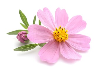 Fototapeta premium A delicate pink cosmos flower with unopened bud and green leaves isolated on a pure white background.