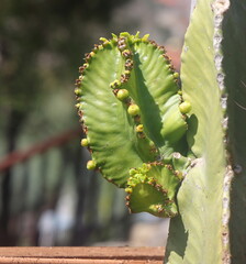 young shoots, resinous spurge, euphorbia resinifera, 2