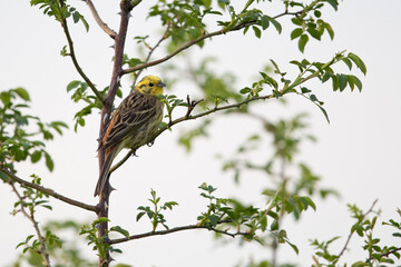 adult male yellowhammer (emberiza citrinella) perching in a bush