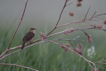common grasshopper warbler (locustella naevia) perching in dry cucklebur and singing