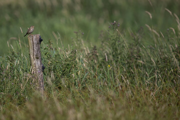 adult corn bunting (emberiza calandra) perching on a pole