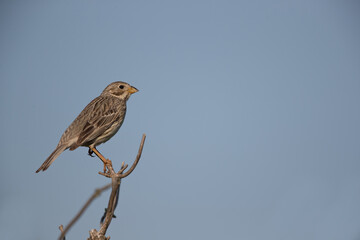 adult corn bunting (emberiza calandra) perching on a branch