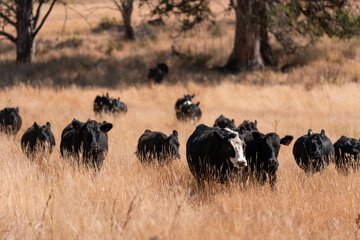 organic, regenerative, sustainable agriculture farm producing stud wagyu beef cows. cattle grazing in a paddock. cow in a field on a ranch