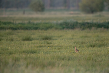 adult eurasian curlew (numenius arquata) in a diverse grassland, where it has its nest
