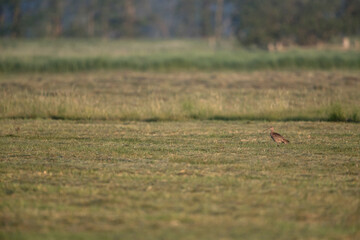 adult eurasian curlew (numenius arquata) on a freshly mowed meadow, where it actually lost its nest with eggs or the chicks 