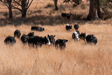 beautiful cattle in Australia  eating grass and grazing long dry pasture